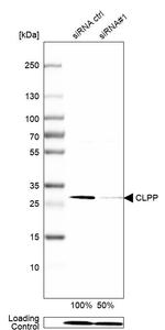 CLPP Antibody in Western Blot (WB)