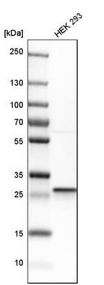 CLPP Antibody in Western Blot (WB)