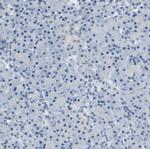 ATP1B2 Antibody in Immunohistochemistry (Paraffin) (IHC (P))