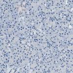 ATP1B2 Antibody in Immunohistochemistry (IHC)