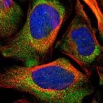 LRIG3 Antibody in Immunocytochemistry (ICC/IF)