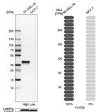 Dysadherin Antibody in Western Blot (WB)