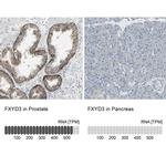 FXYD3 Antibody