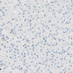 DPYSL3 Antibody in Immunohistochemistry (Paraffin) (IHC (P))