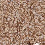 Stomatin Antibody in Immunohistochemistry (Paraffin) (IHC (P))