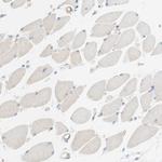 Stomatin Antibody in Immunohistochemistry (Paraffin) (IHC (P))