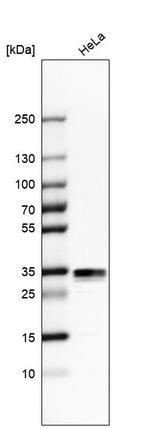 Stomatin Antibody in Western Blot (WB)