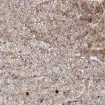 MRAP Antibody in Immunohistochemistry (Paraffin) (IHC (P))