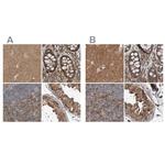 ARHGEF11 Antibody in Immunohistochemistry (IHC)