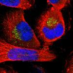 MANEA Antibody in Immunocytochemistry (ICC/IF)