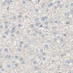 MANEA Antibody in Immunohistochemistry (IHC)