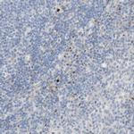 MANEA Antibody in Immunohistochemistry (IHC)