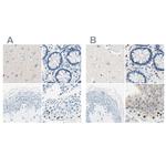 PASD1 Antibody in Immunohistochemistry (IHC)