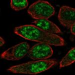 PASD1 Antibody in Immunocytochemistry (ICC/IF)