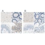 PASD1 Antibody in Immunohistochemistry (IHC)