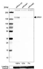 LRIG1 Antibody