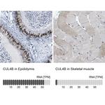 Cullin 4B Antibody in Immunohistochemistry (IHC)