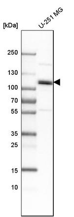 Cullin 4B Antibody in Western Blot (WB)