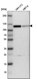 Cullin 4B Antibody in Western Blot (WB)