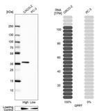 QPRT Antibody in Western Blot (WB)