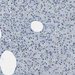 C/EBP gamma Antibody in Immunohistochemistry (IHC)