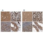 ARHGEF11 Antibody in Immunohistochemistry (IHC)