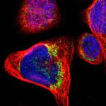 OXCT1 Antibody in Immunocytochemistry (ICC/IF)