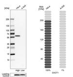 OXCT1 Antibody