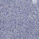 LEPRE1 Antibody in Immunohistochemistry (Paraffin) (IHC (P))