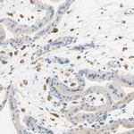 FCGRT Antibody in Immunohistochemistry (IHC)