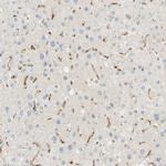 FCGRT Antibody in Immunohistochemistry (IHC)