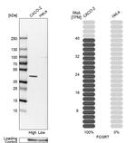 FCGRT Antibody in Western Blot (WB)