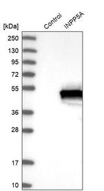 INPP5A Antibody in Western Blot (WB)