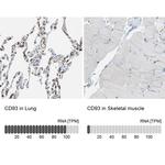 CD93 Antibody