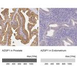 AZGP1 Antibody