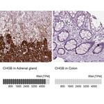 Chromogranin B Antibody