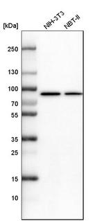 ALDH18A1 Antibody in Western Blot (WB)