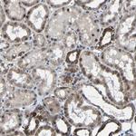 Carbonic Anhydrase VB Antibody in Immunohistochemistry (Paraffin) (IHC (P))