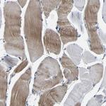 Carbonic Anhydrase VB Antibody in Immunohistochemistry (Paraffin) (IHC (P))