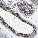 Carbonic Anhydrase VB Antibody in Immunohistochemistry (Paraffin) (IHC (P))