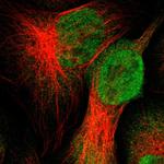 UBXN1 Antibody in Immunocytochemistry (ICC/IF)