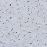 CSP alpha Antibody in Immunohistochemistry (Paraffin) (IHC (P))