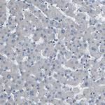 EML2 Antibody in Immunohistochemistry (Paraffin) (IHC (P))