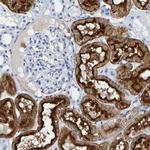 DPEP1 Antibody in Immunohistochemistry (Paraffin) (IHC (P))