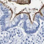 DPEP1 Antibody in Immunohistochemistry (IHC)