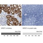 DPEP1 Antibody