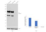 PLD3 Antibody