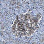 PLD3 Antibody in Immunohistochemistry (IHC)