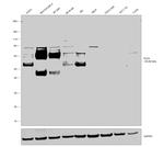 PLD3 Antibody in Western Blot (WB)