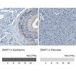 ZMAT1 Antibody